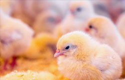 公司向兰干乡捐赠鸡苗和鸡饲料 帮助贫困户增收脱贫